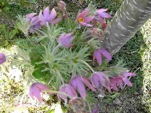 PICT1627 (Kopie)