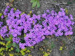 PICT1708 (Kopie)
