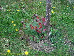 PICT1714 (Kopie)