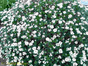 PICT1715 (Kopie)