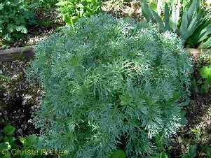 PICT1749 (Kopie)