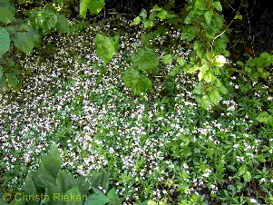 PICT1807 (Kopie)