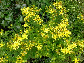 PICT2066 (Kopie)