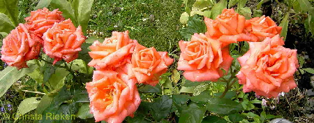 PICT2270 (Kopie)