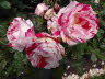 DSC03320 (Kopie)